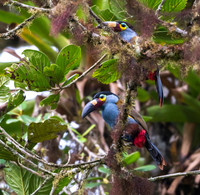 Plate-Billed Mountain Toucans