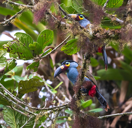 Plate-Billed Mountain Toucans