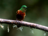 Chestnut-Breasted Coronet