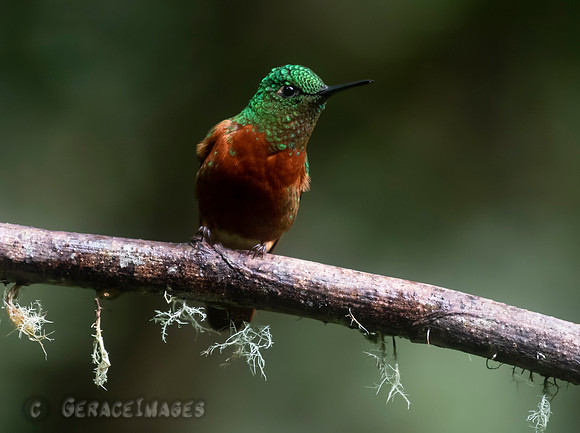 Chestnut-Breasted Coronet