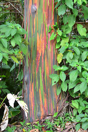 Rainbow Eucolyptus tree where the Oropendolas built their nests.