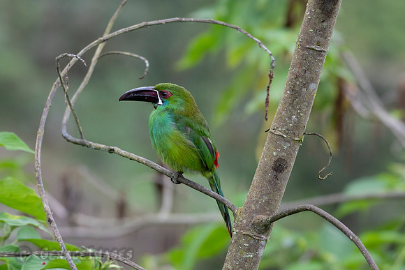 Crimson-Rumped Toucanet