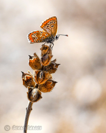 Southern Brown Argus