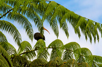 Bare-Faced Ibis