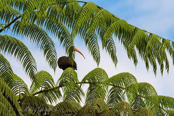 Bare-Faced Ibis