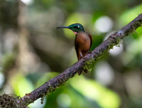 Fawn-Breasted Brilliant