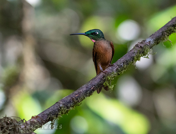 Fawn-Breasted Brilliant