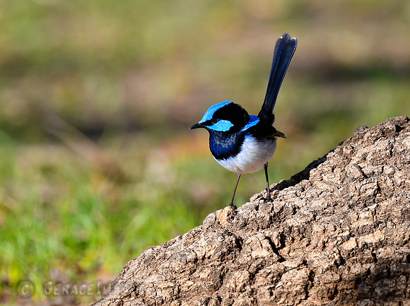 Male Superb Fairywren