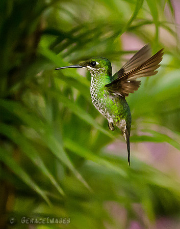 *see more in the Hummingbirds Gallery*