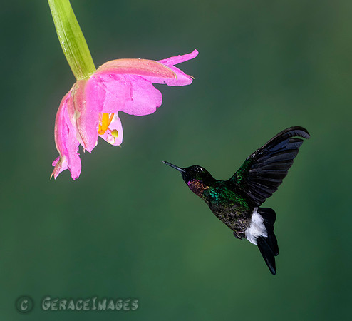 Tourmaline Sunangel