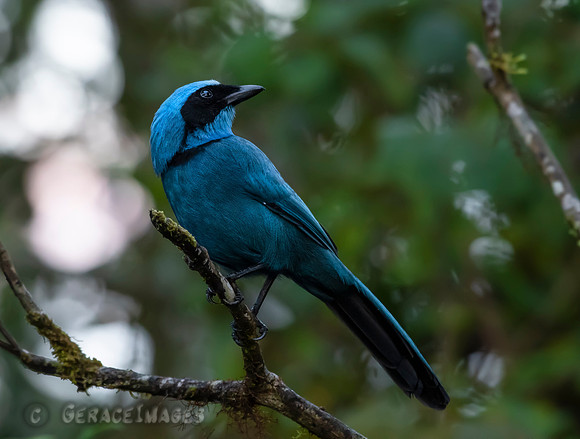 Turquoise Jay