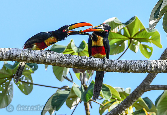 Caring, sharing