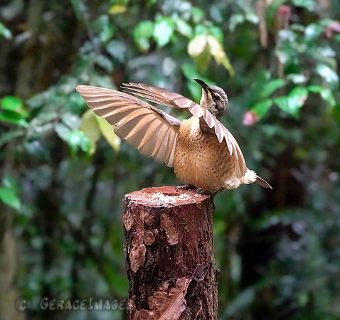 Victoria's Riflebird - Immature