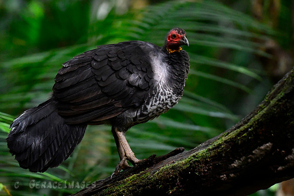 Brush Turkey