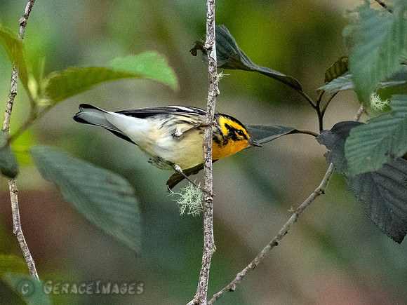 Flame-Faced Tanager