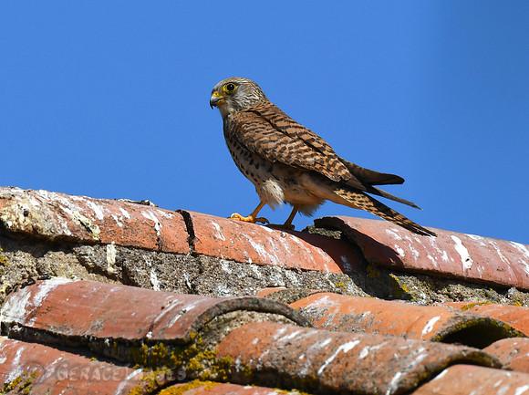 Common Kestrel
