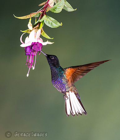 Velvet-Purple Coronet