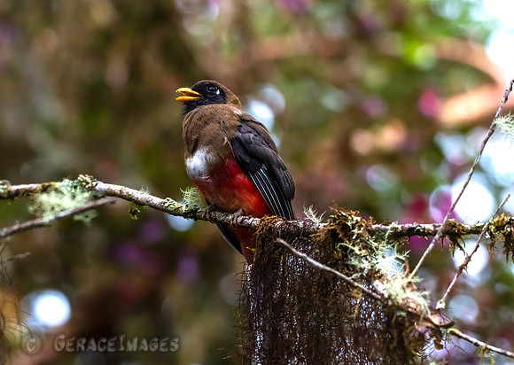 Female Masked Trogon