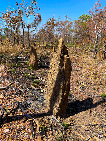 Huge termite mounds that were very solid and can survive the controlled fires.