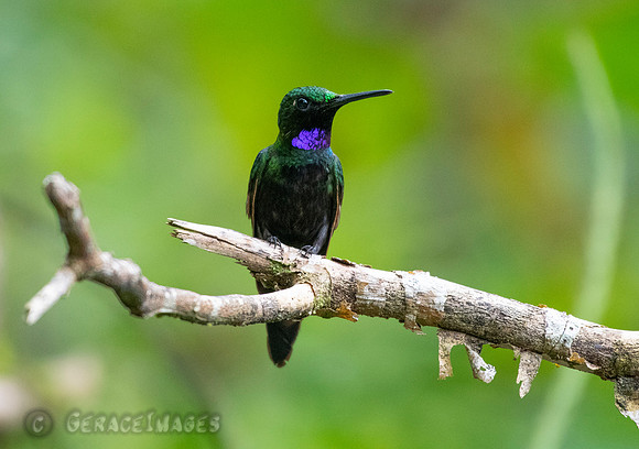 Napo Sabrewing