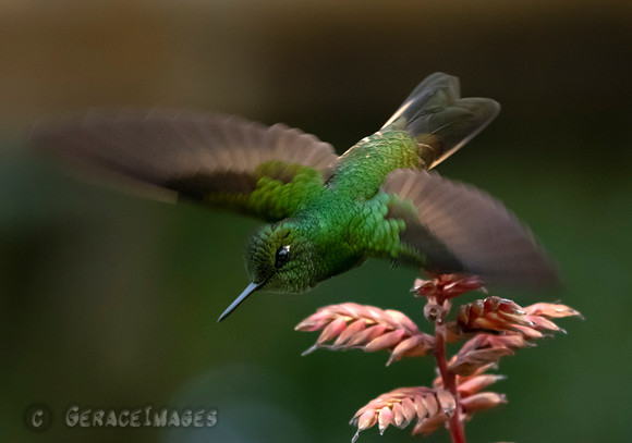 Buff-Tailed Coronet