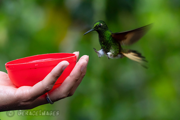 Buff-Tailed Coronet