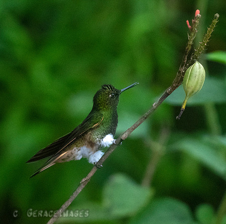 Buff-Tailed Coronet