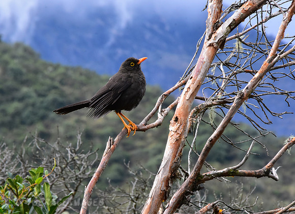 Glossy-Black Thrush