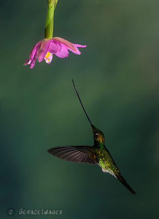 Swordbill