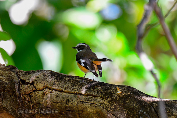 Buff-sided Robin