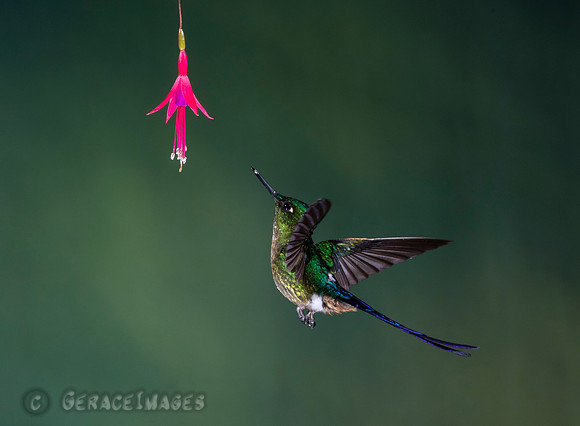 Violet-Tailed Sylph