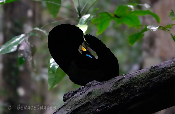 Riflebird