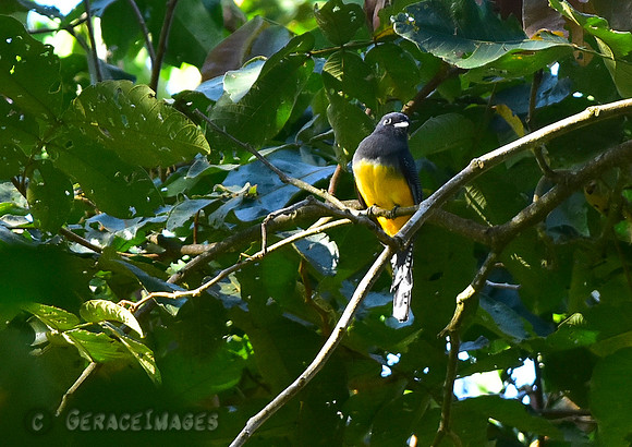 Female Violaceous Trogon