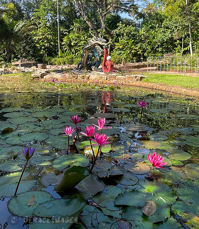 Darwin Botanical Garden