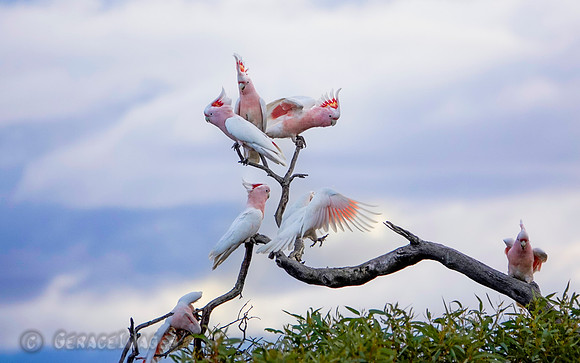 Pink Cockatoo