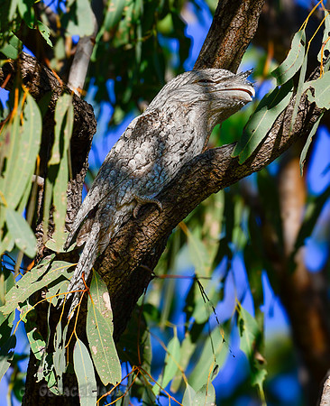 Tawwny Frogmouth