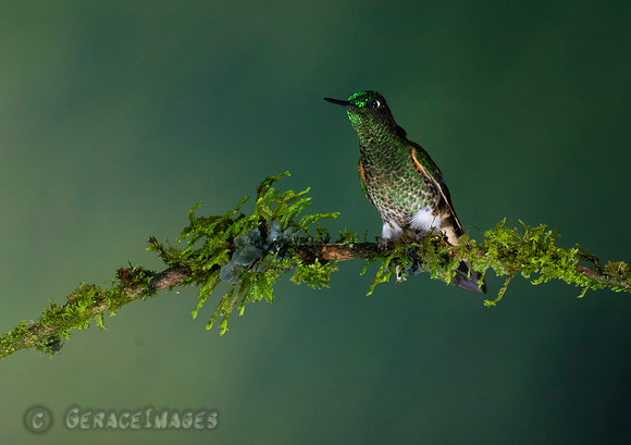 Buff-Tailed Coronet