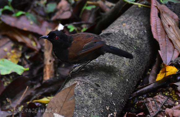 Female White-Backed Fire Eye