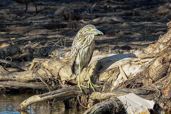 Nankeen Night Heron-Juvenile