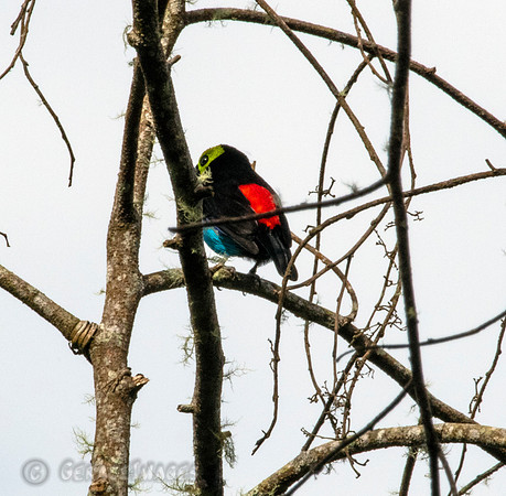 Paradise Tanager