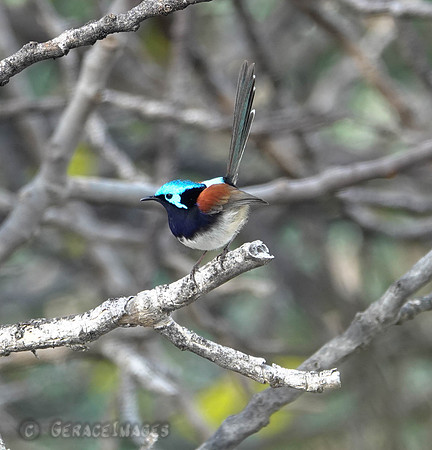 Variedgate fairy wren