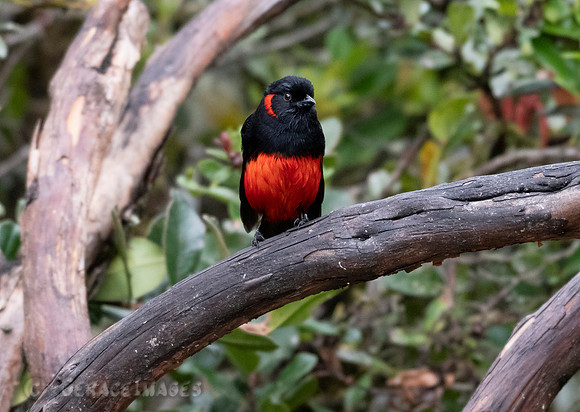 Scarlet-Bellied Mountain Tanager