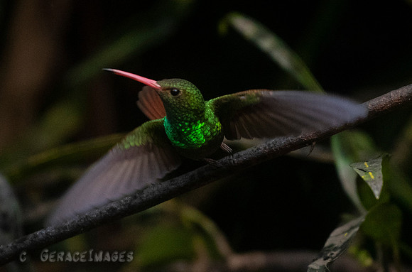 Rufous-Tailed