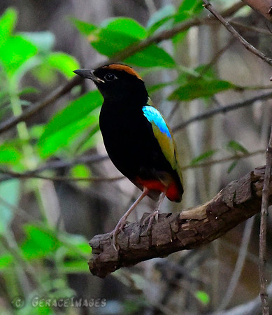 Rainbow Pitta