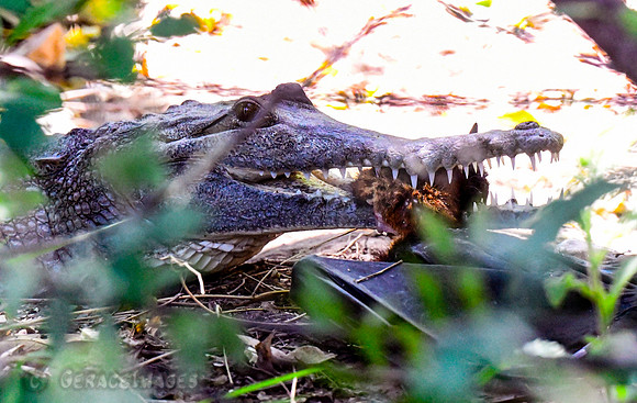 Crocodile Eating a Flying Fox Bat.