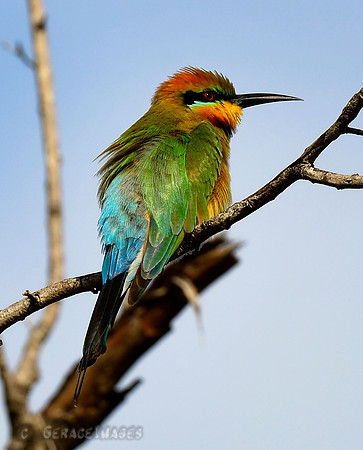 Rainbow Bee-eater