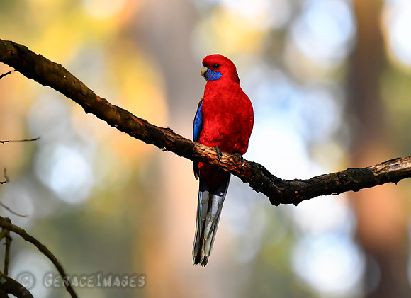 Crimson Rosella Parrot