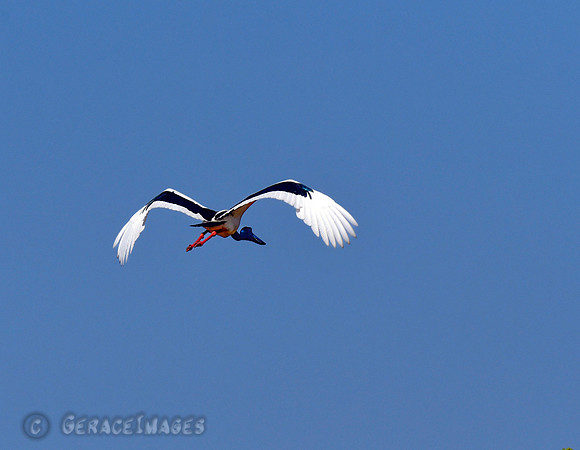 Black-necked Stork