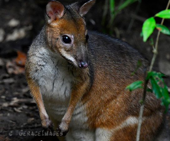 Pademelon