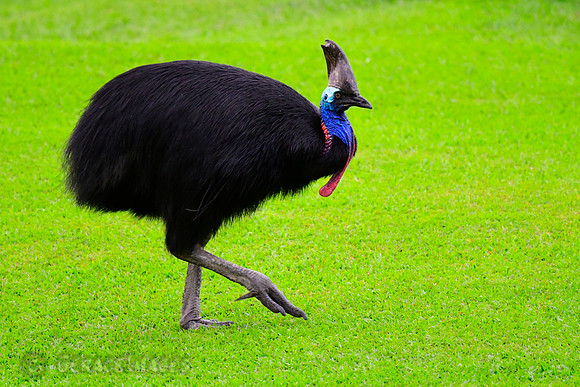 Cassowary - the 3rd largest flightless bird in the world after the Ostrich and Emu.